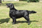 Flat Coated retriever - černá štěňata s PP