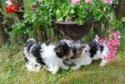 Biewer yorkshire terrier - štěňátka s PP