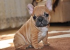francouzsk buldoek modr fawn