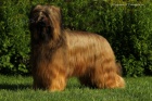 Briard - palvá a černá štěňata
