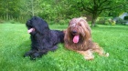 Briard - palvá a černá štěňata