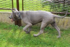 ThajskýRidgeback kvalitní štěňátka s PP
