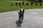 ThajskýRidgeback kvalitní štěňátka s PP