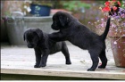 Dva Labrador štěňata zdarma