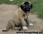 Anatolský pastevecký pes - Kangal