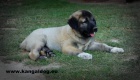 Anatolský pastevecký pes - Kangal