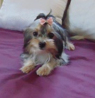Biewer yorkshire terrier - fenečka s PP