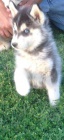 Sibírsky husky