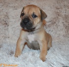 Boerboel štěňata s PP