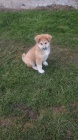 Akita-Inu ndhern pejsek 