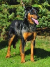 Beauceron - Rezervace štěňátek s PP