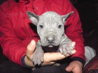 Thajský ridgeback modrý