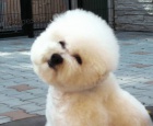 Bišonek - Bichon frisé