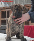 Boerboel štěně s PP