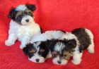Biewer yorkshire terrier - štěňátka s PP