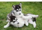 Sibiřský husky na prodej bez PP