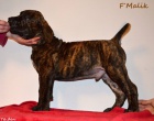 Boerboel štěně s PP