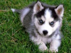Sibiřský husky na prodej bez PP