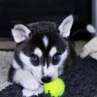 Sibiřský husky na prodej bez PP