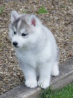 Sibiřský husky na prodej bez PP
