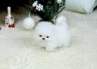 Pomeranian tata na prodej