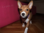 Basenji pejsek s PP  - ATHEO - ihned k odběru