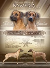 Rhodesian Ridgeback - šteniatka s PP na predaj