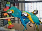 prodat Ara Ararauna papouek