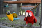 prodat Ara Ararauna papouek