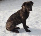 Boerboel štěně s PP