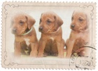 Rhodéský ridgeback  - štěňátka s PP