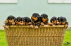 Rotvajler/Rottweiler tata