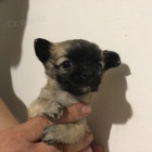 Čivava štěňátka-psíci zlatá, plavá i bílá se znaky