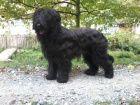 Briard - palvá a černá štěňata