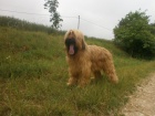 Briard - palvá a černá štěňata
