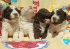 Lagotto Romognolo - štěňátka