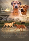 LIUWA RHODESIAN RIDGEBACKS - ŠTĚŇÁTKA