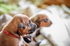 LIUWA RHODESIAN RIDGEBACKS - ŠTĚŇÁTKA