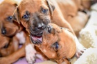 LIUWA RHODESIAN RIDGEBACKS - ŠTĚŇÁTKA