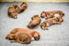 LIUWA RHODESIAN RIDGEBACKS - ŠTĚŇÁTKA
