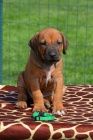 Rhodesian ridgeback štěňata s PP