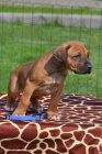 Rhodesian ridgeback štěňata s PP