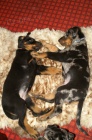 Beauceron štěňata Slzy Katharů