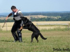 Beauceron štěňata Slzy Katharů