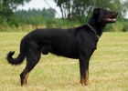 Beauceron štěňata Slzy Katharů