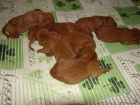 Štěňátka Vizsla