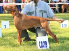 Štěňátka Vizsla