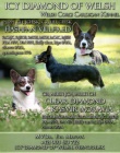 Šteniatka welsh corgi cardigan