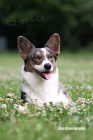 Šteniatka welsh corgi cardigan