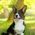 Šteniatka welsh corgi cardigan